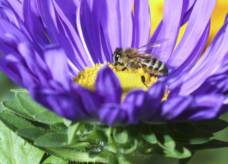Bee on blue flower stock image. Image of wild, colorful 61514689