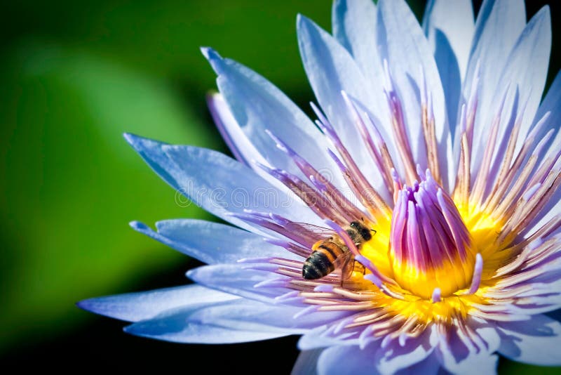 Bee in blue lotus flower