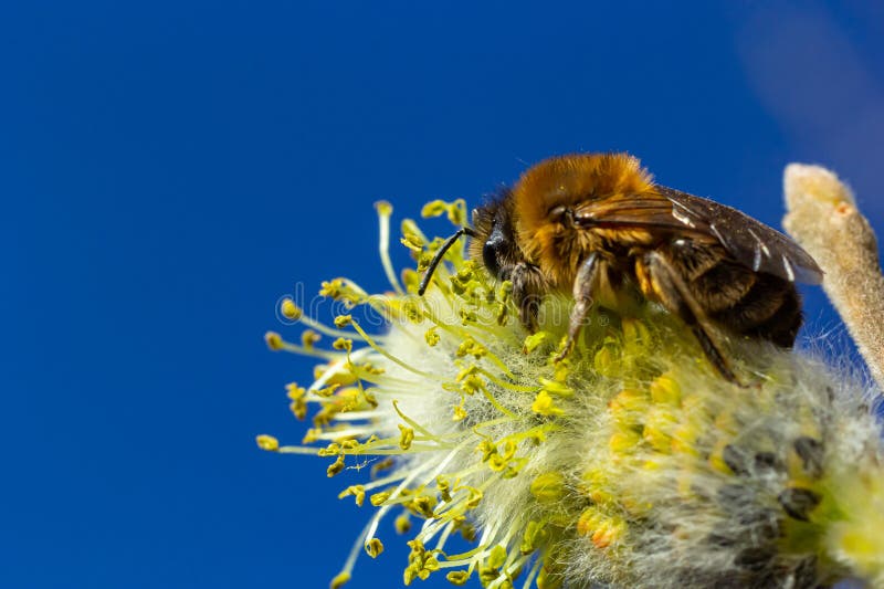A bee on a branch of a blooming willow stock photo