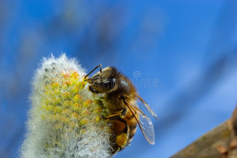 A bee on a branch of a blooming willow stock photo