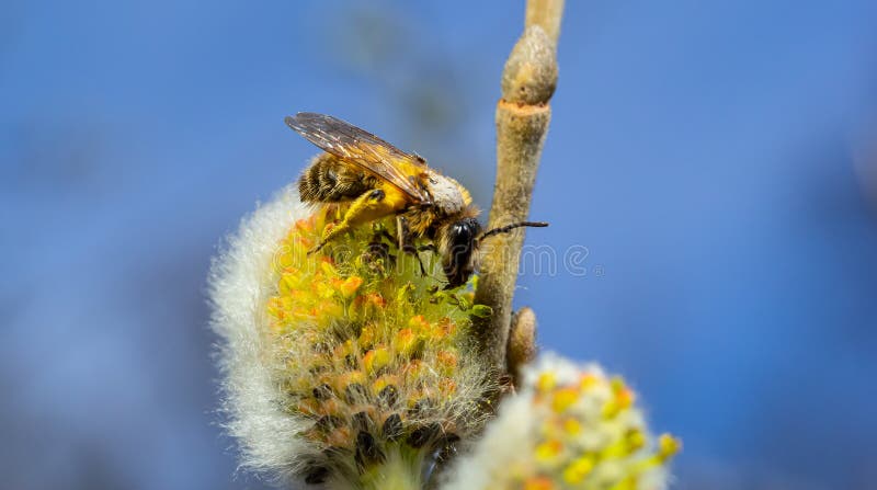 A bee on a branch of a blooming willow stock photo
