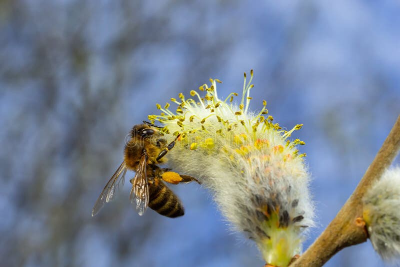 A bee on a branch of a blooming willow stock images
