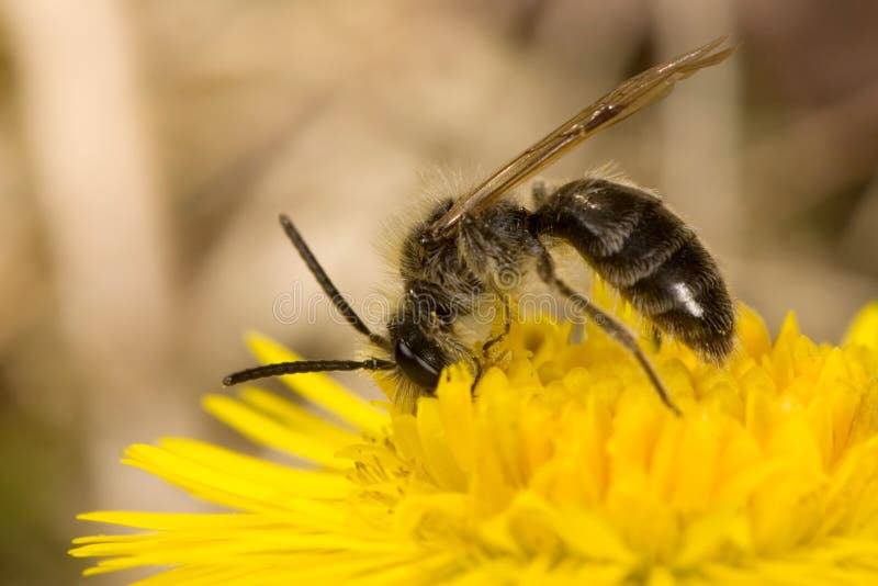 Bee breakfast