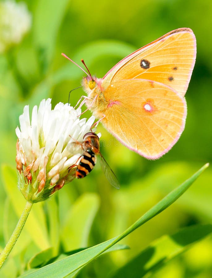 Bee and butterfly