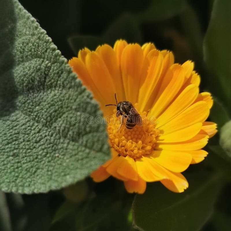 A Bee on a Calendula Flower Stock Image Image of flower, wildflower