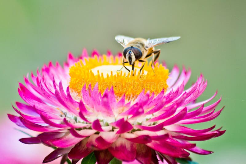 Bee Captures Pollen from a Flower Stock Photo Image of garden