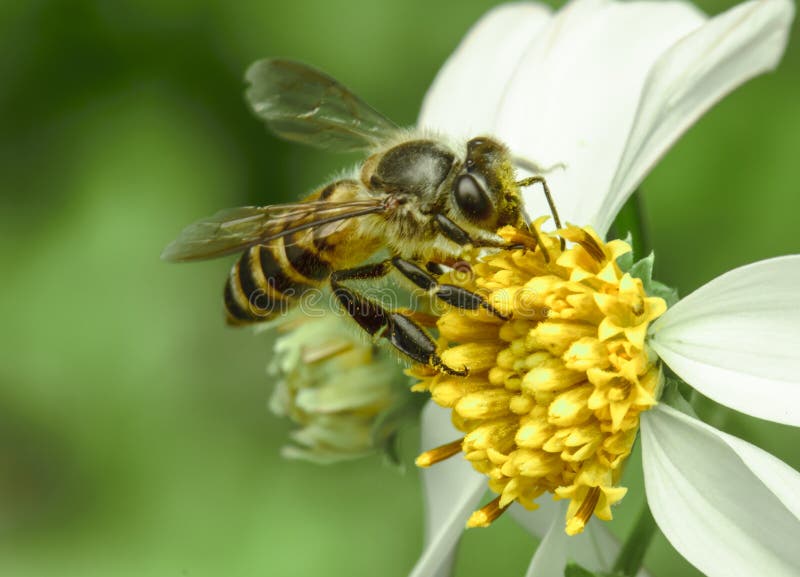 Bee on the Chamomile Flower Stock Photo Image of live, outdoor 51862454