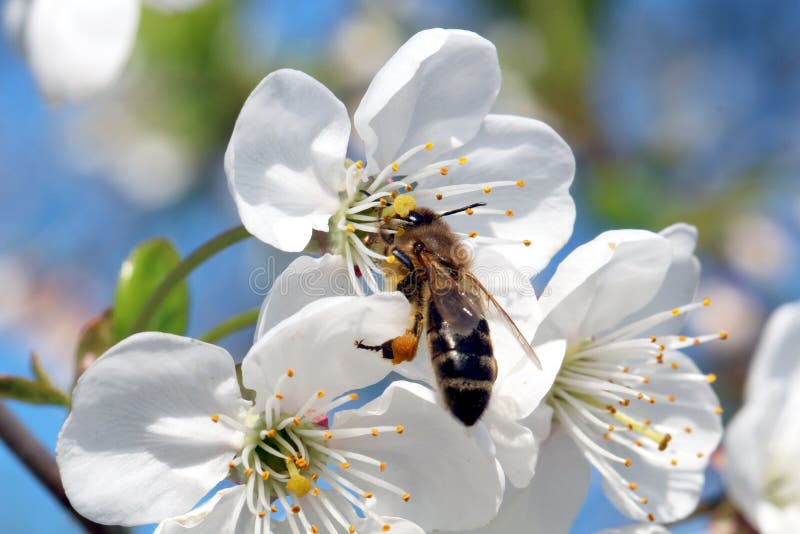Bee and cherry blossom stock photo. Image of pollen, hymenoptera 51049266
