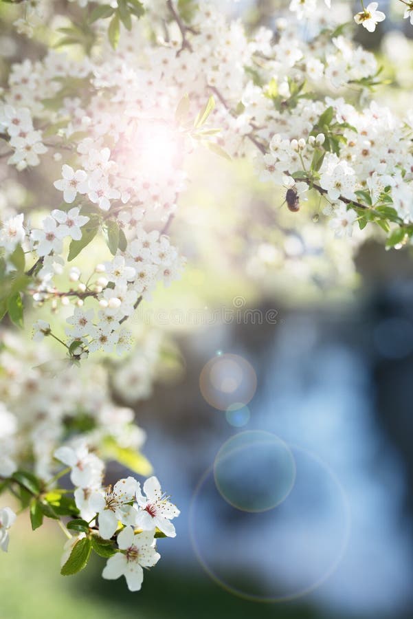 Bee on cherry blossoms