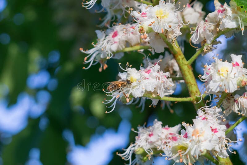 Bee on a chesnut tree flower. Slovakia