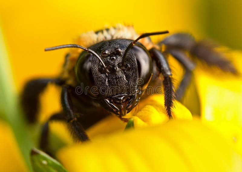 Bee Close-Up On Bright Yellow Flower