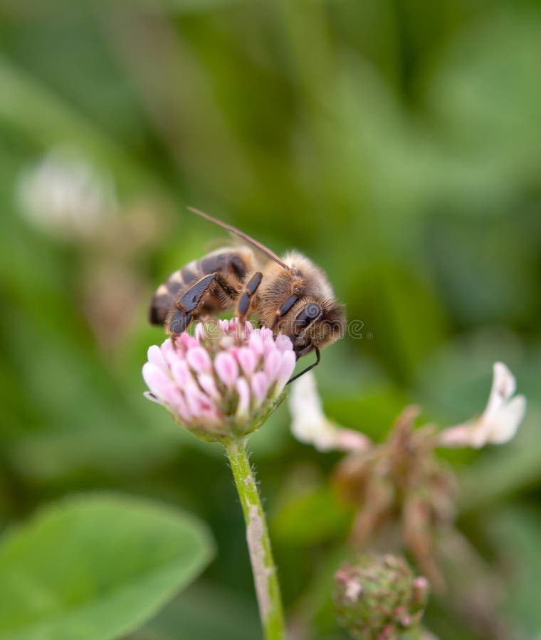 Bee on clover stock image. Image of flower, biology, beehive 56220055