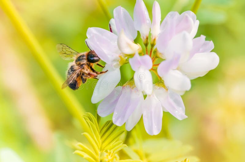Bee and Clover stock image. Image of close, bees, pollination 41574485