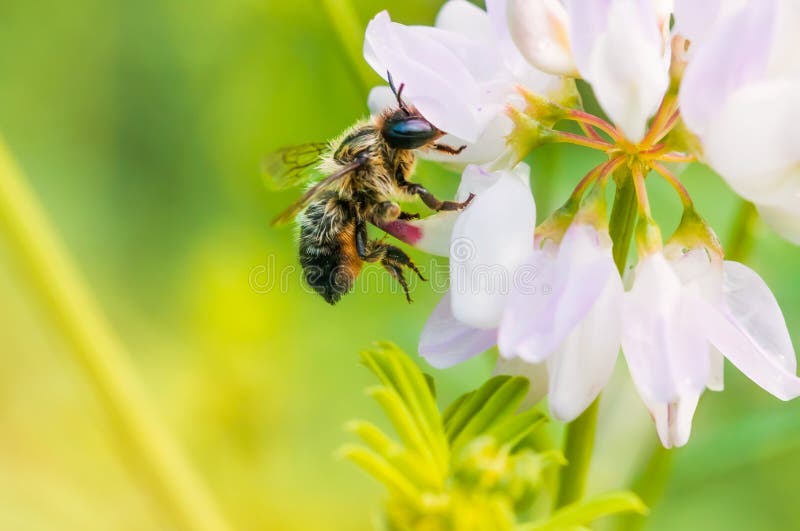 Bee and Clover stock photo. Image of green, bumble, closeup 41574496