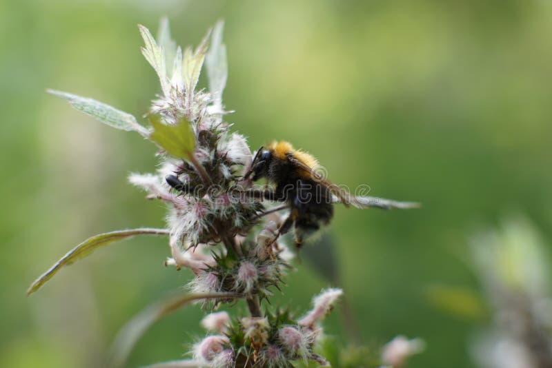 Bee colecting polen from a Greater burdock Arctium lappa flower royalty free stock photography Bee colecting polen from a Greater burdock Arctium lappa flower royalty free stock photography