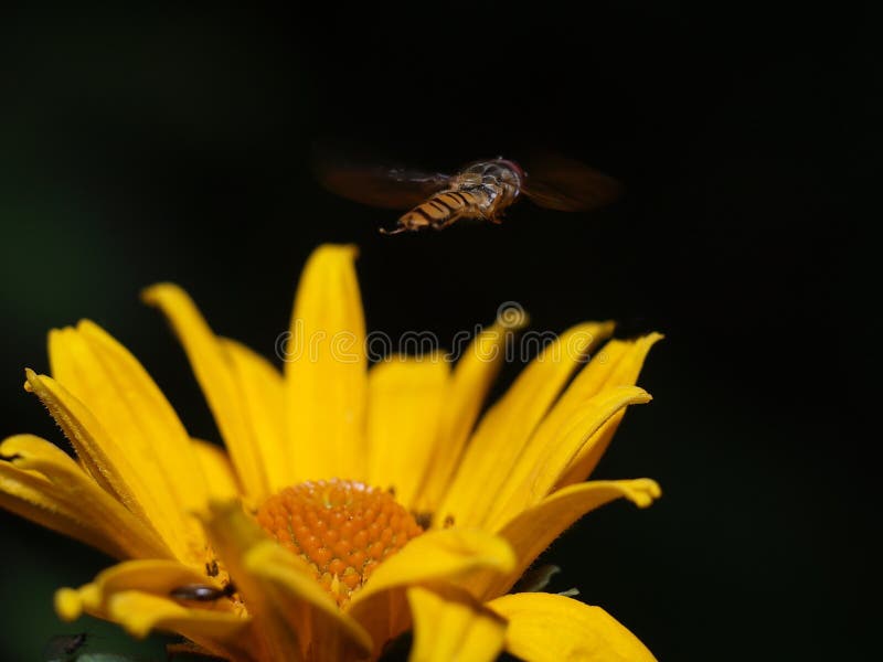 Bee collecting honey