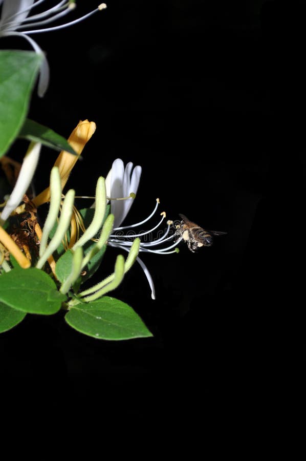 Bee collecting pollen royalty free stock photos