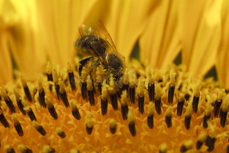 Bee collecting pollen