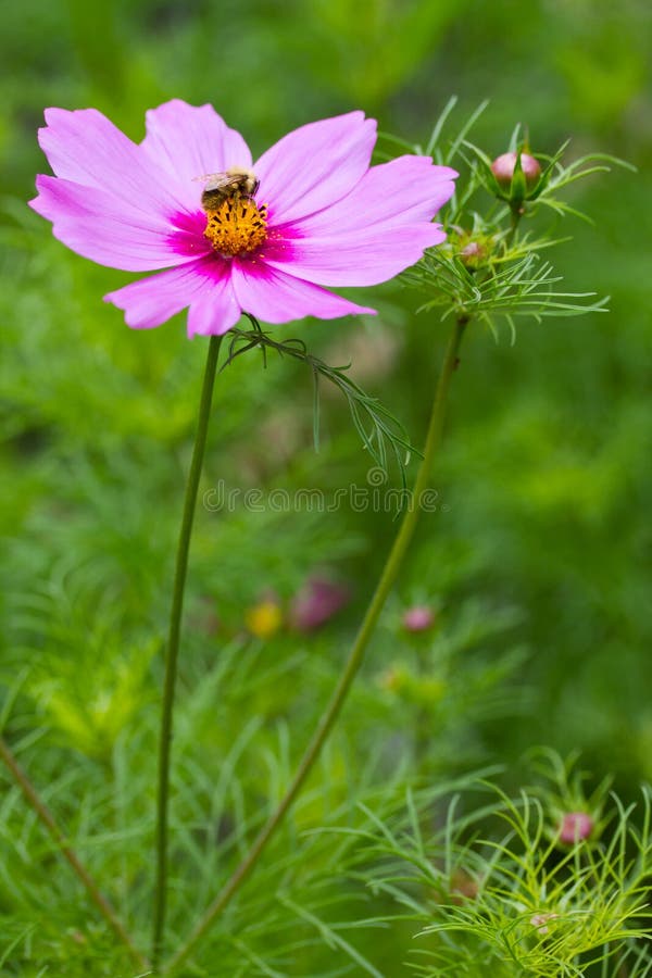 Bee collecting pollen stock photos