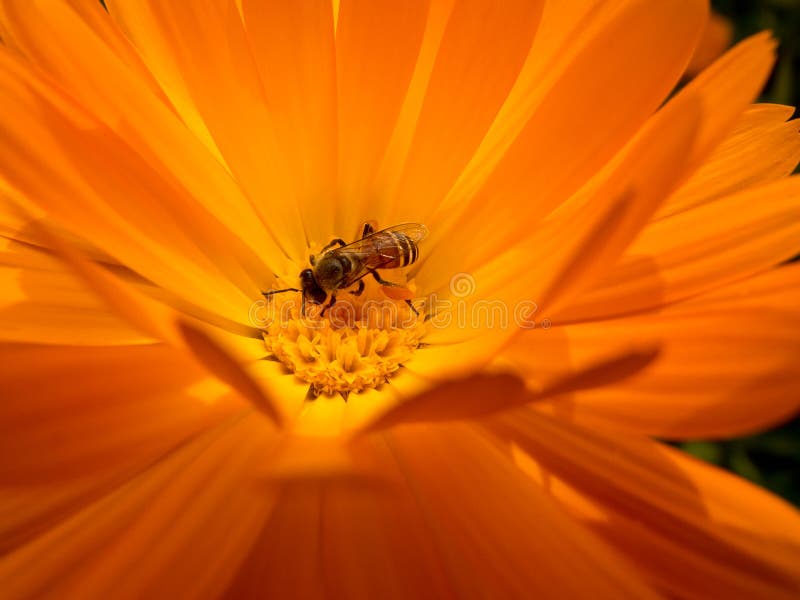 Bee collecting pollen stock photography