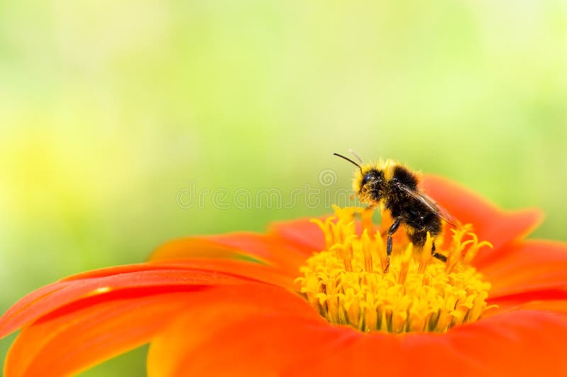 Bee collecting pollen royalty free stock photos