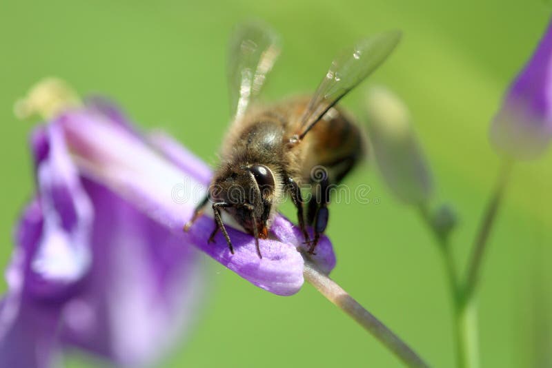 Bee collecting pollen royalty free stock image