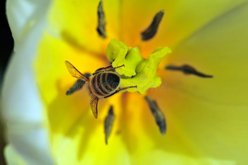 Bee collecting pollen stock photos