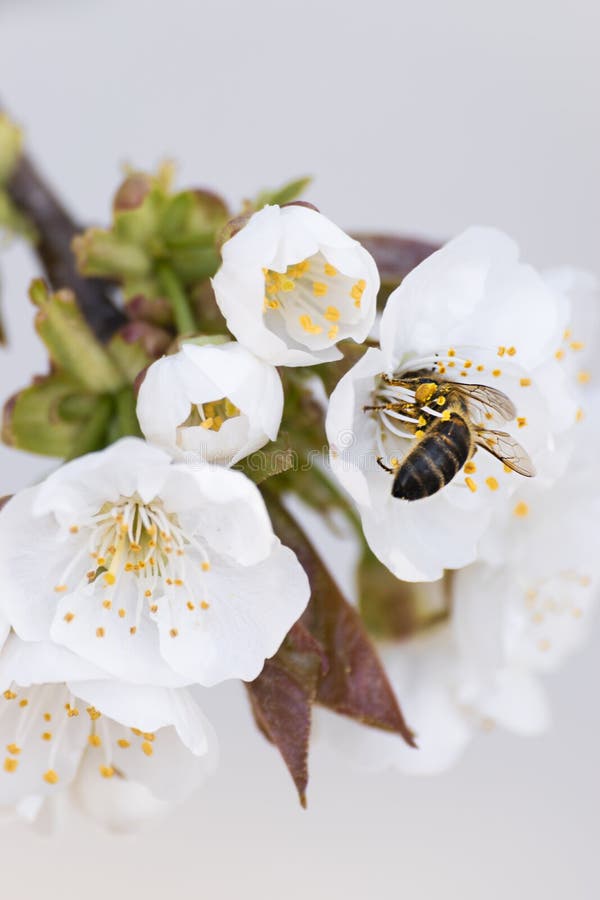 Bee Collecting Pollen on a Cherry Blossom Stock Image Image of garden