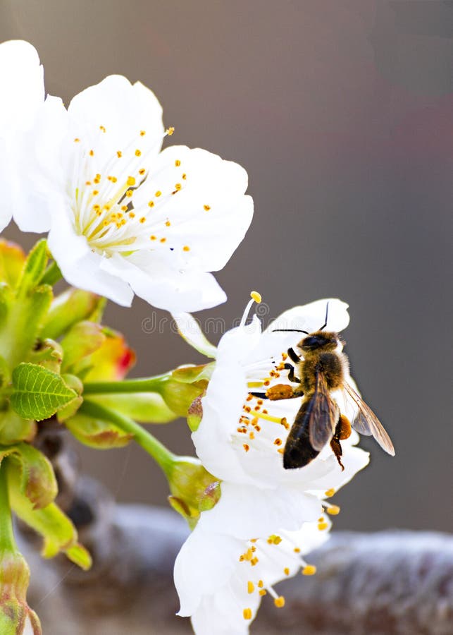 Bee Collecting Pollen on a Cherry Blossom Stock Image Image of flower