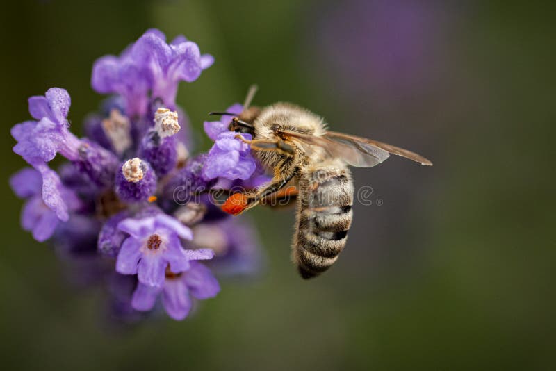 Bee collecting pollen-close up view royalty free stock photo
