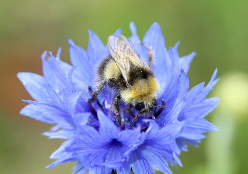 Bee Collecting Pollen macro royalty free stock photography