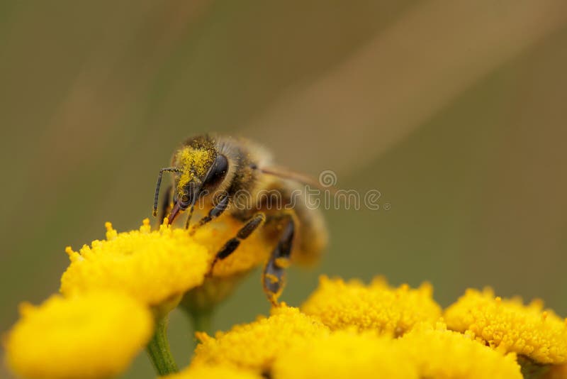 Bee collecting pollen