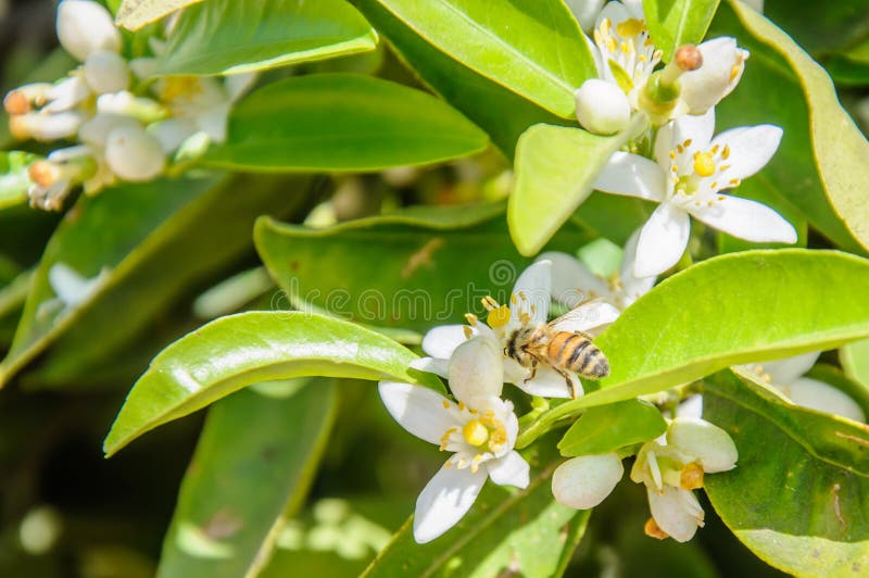 Bee collecting pollen from an orange tree flower