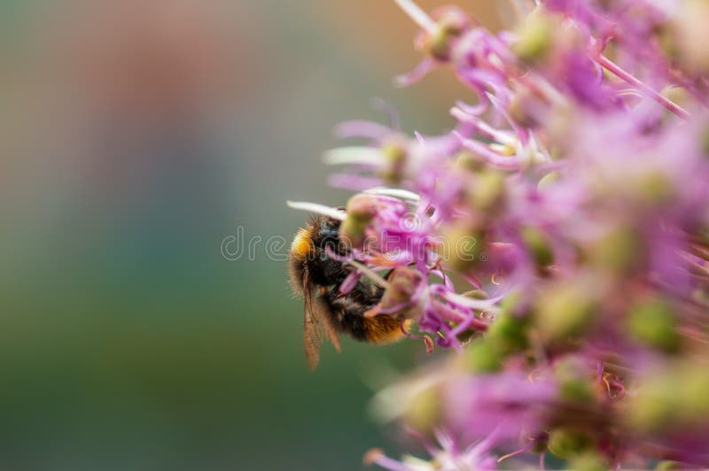 Bee Collecting Pollen from a Seasonal Plant Stock Photo Image of