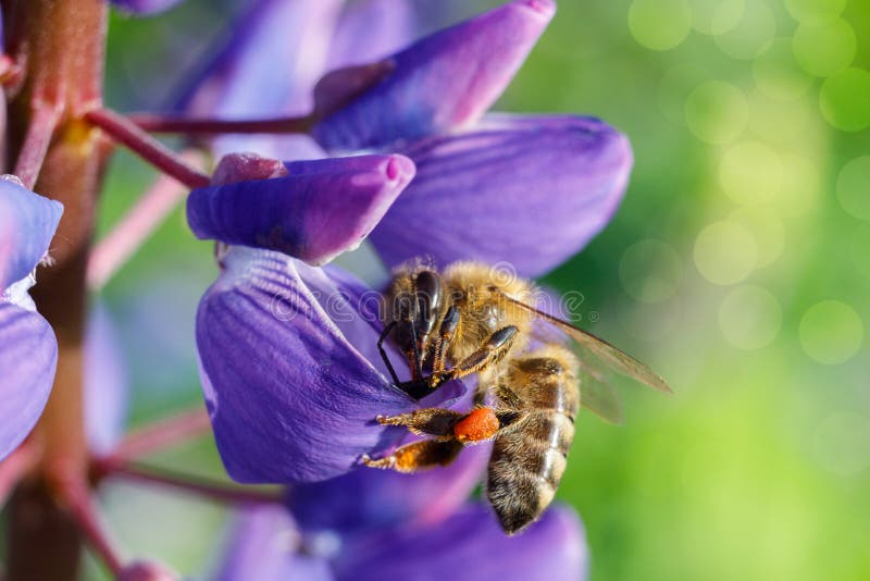 The bee collects nectar. stock photo. Image of honey 92708652