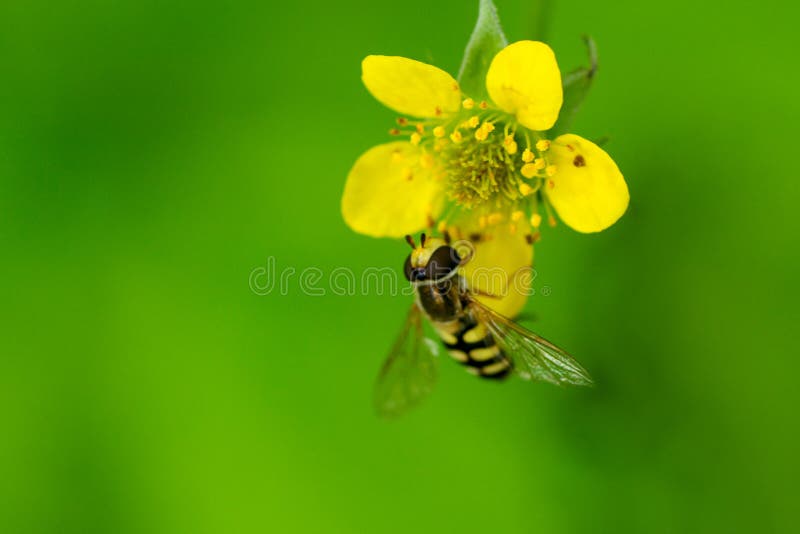 Bee Collects Nectar on a Flower Blooming Yellow Flower with Stamens