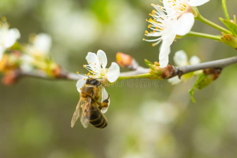 Nectar or honey transfer. stock image. Image of reasonable 9360573