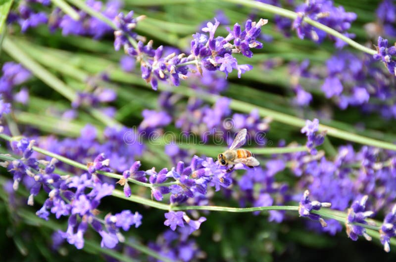 Bee collects nectar from Lavender flowers