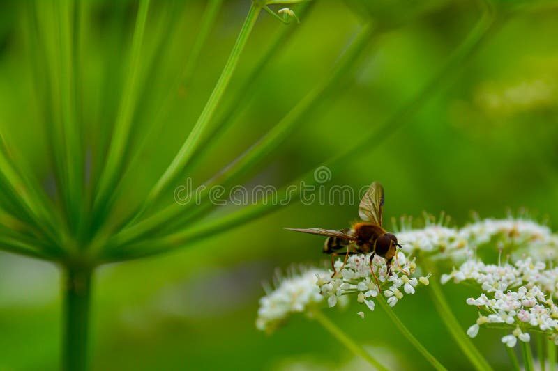 A Bee Collects Nectar from Small White Flowers Stock Image Image of