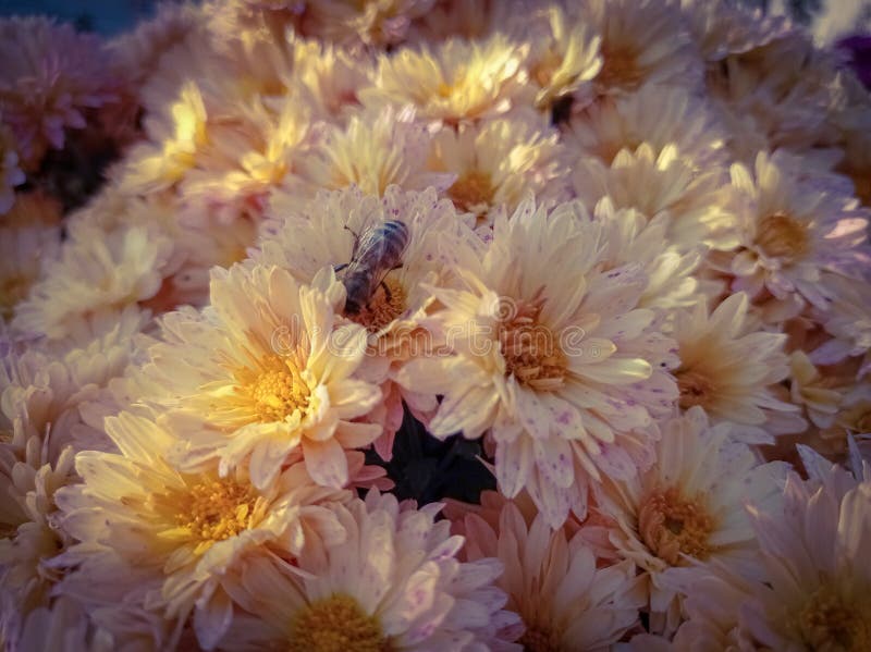 A Bee Collects Pollen on Chrysanthemums. Beauty Nature Stock Image