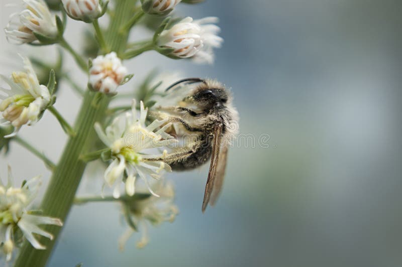 The Bee Collects the Pollen on the Flowers of White Upright Mi Stock