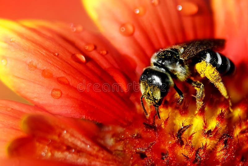 The bee collects pollen and nectar on a beautiful red-yellow flower in droplets of water. royalty free stock photos The bee collects pollen and nectar on a beautiful red-yellow flower in droplets of water. royalty free stock photos