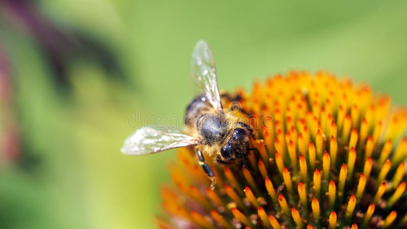 Bee on Coneflower 16to9 wall picture stock image Bee on Coneflower 16to9 wall picture stock image