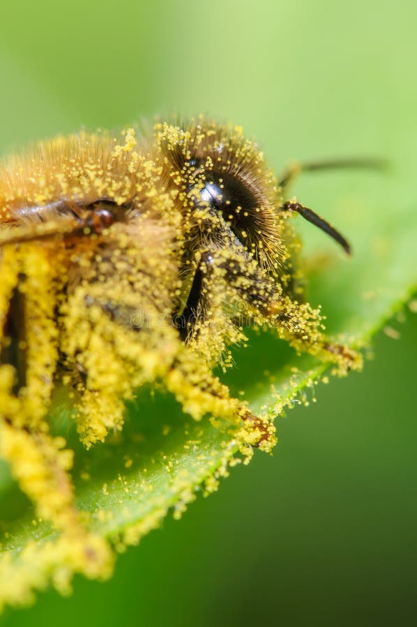Bee Covered in Pollen