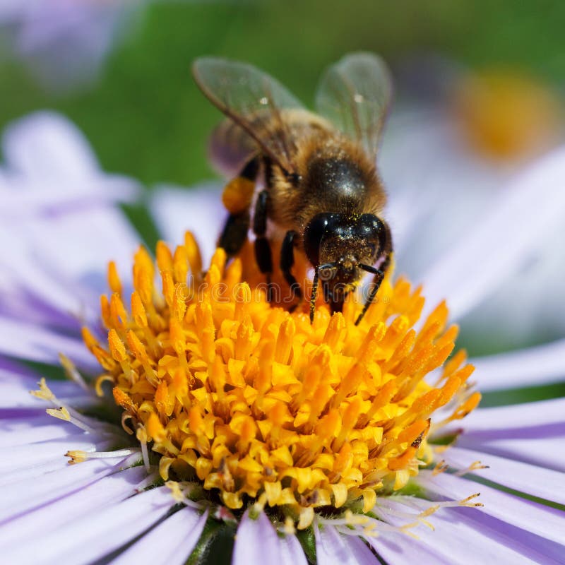 Bee and a daisy stock image. Image of wildlife, plant 43005471