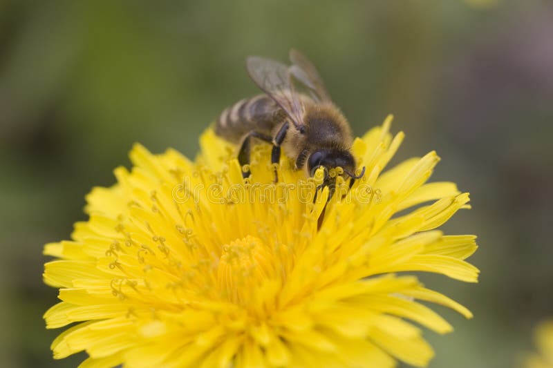 Bee on a Dandelion