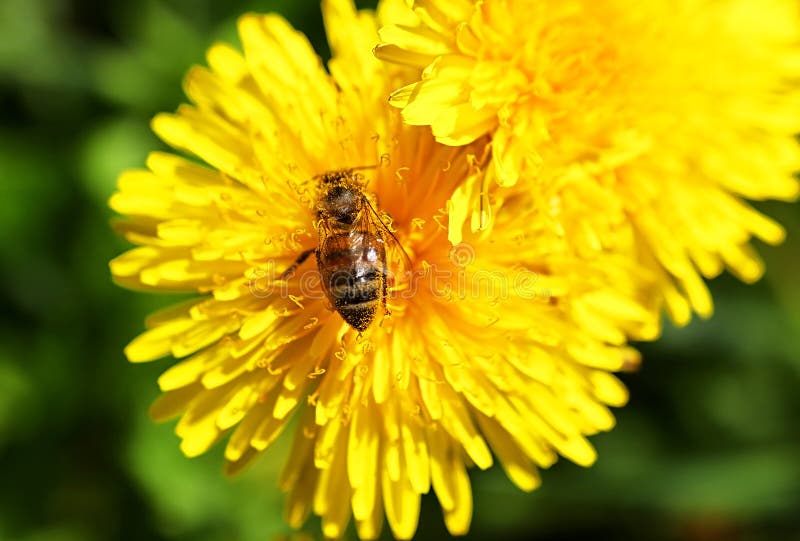 Bee on the Dandelions Flower in the Spring Stock Image Image of
