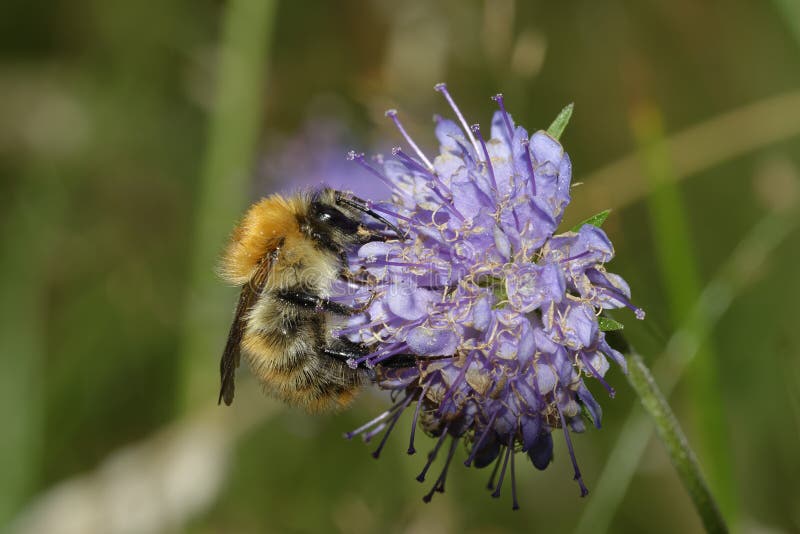 Bee on Devil`s-bit Scabious royalty free stock images