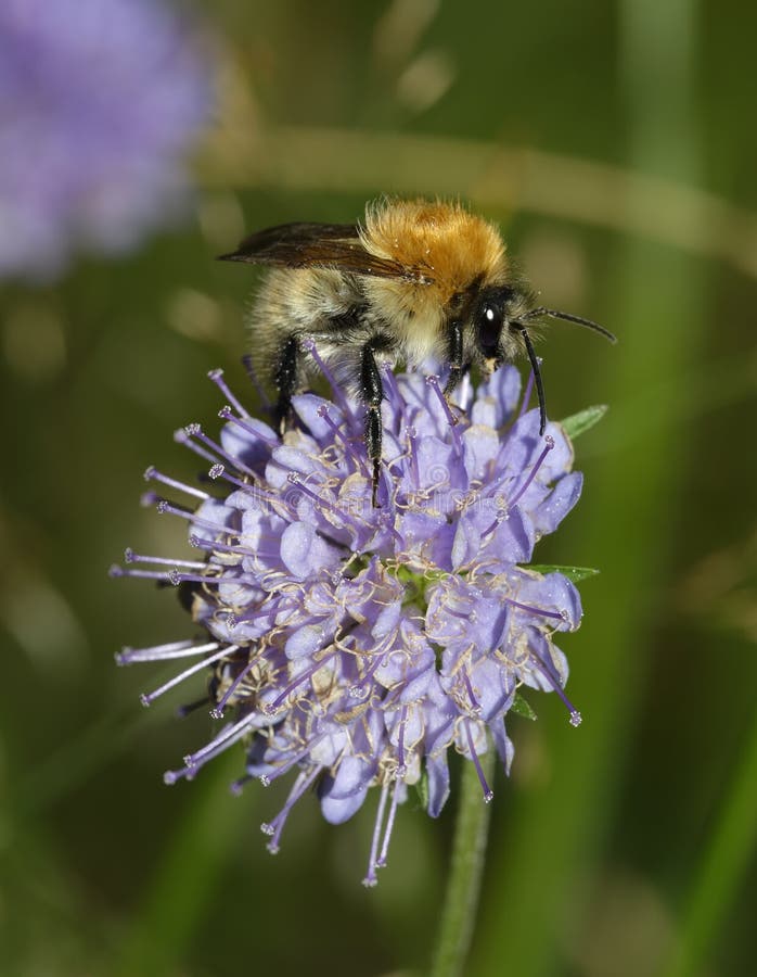 Bee on Devil`s-bit Scabious stock photos