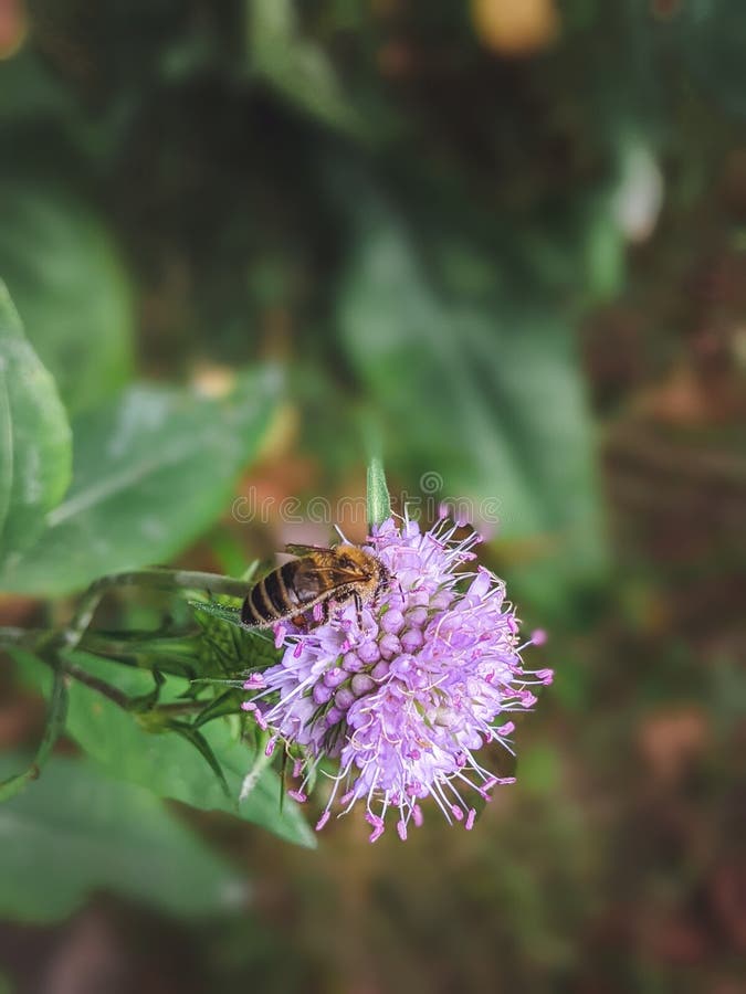 Bee on Devil's-bit Scabious - Succisa pratensis stock images